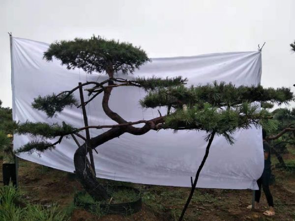 造型松,景观松秋冬季节养护